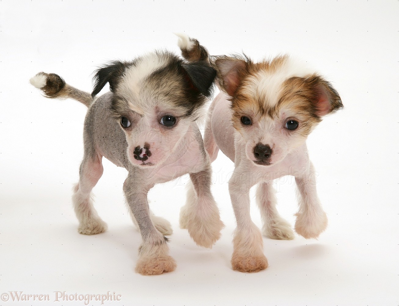 Dogs: Naked Chinese Crested pups photo WP21402