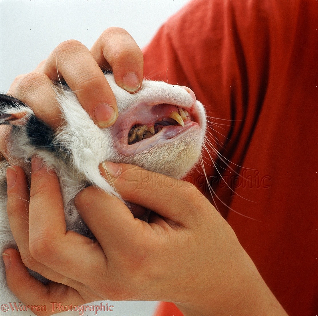 Examining a cat's teeth photo WP21469