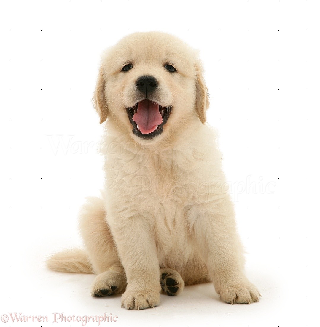 Dog: Golden Retriever puppy sitting photo WP21555