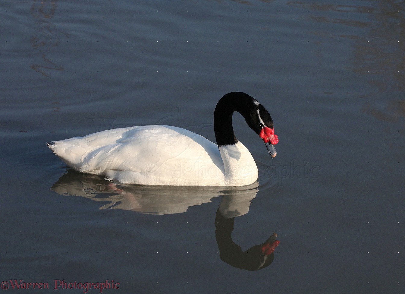 piedestal Opaque studieafgift Black-necked Swan photo WP21723