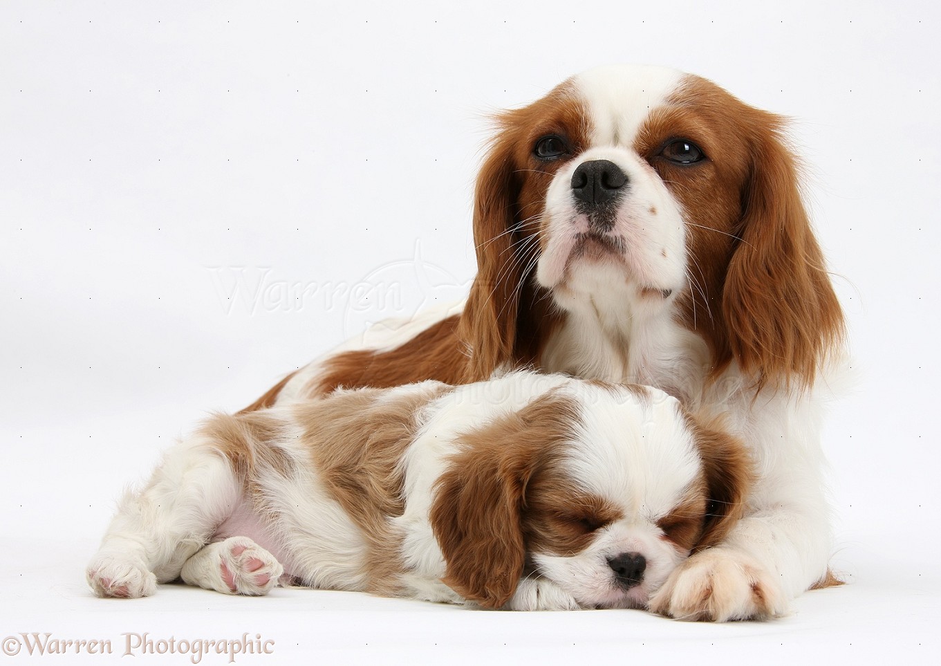 Dogs Blenheim Cavalier King Charles Spaniel mother and