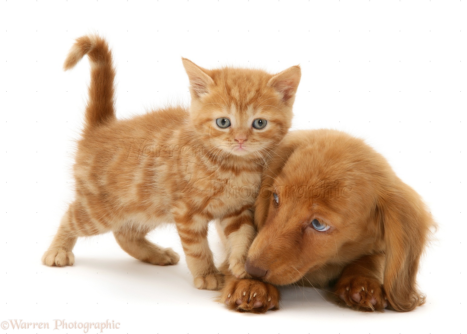 Pets Dachshund Pup And Ginger Kitten Photo Wp22066