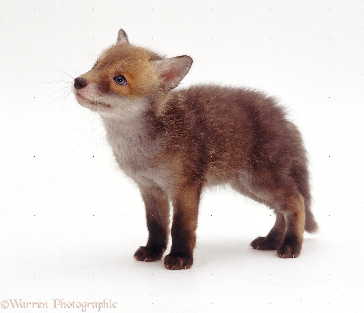 little Red Fox cub photo WP22250