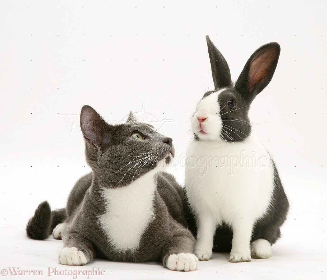 Pets Burmesecross cat and Dutch rabbit photo WP22509