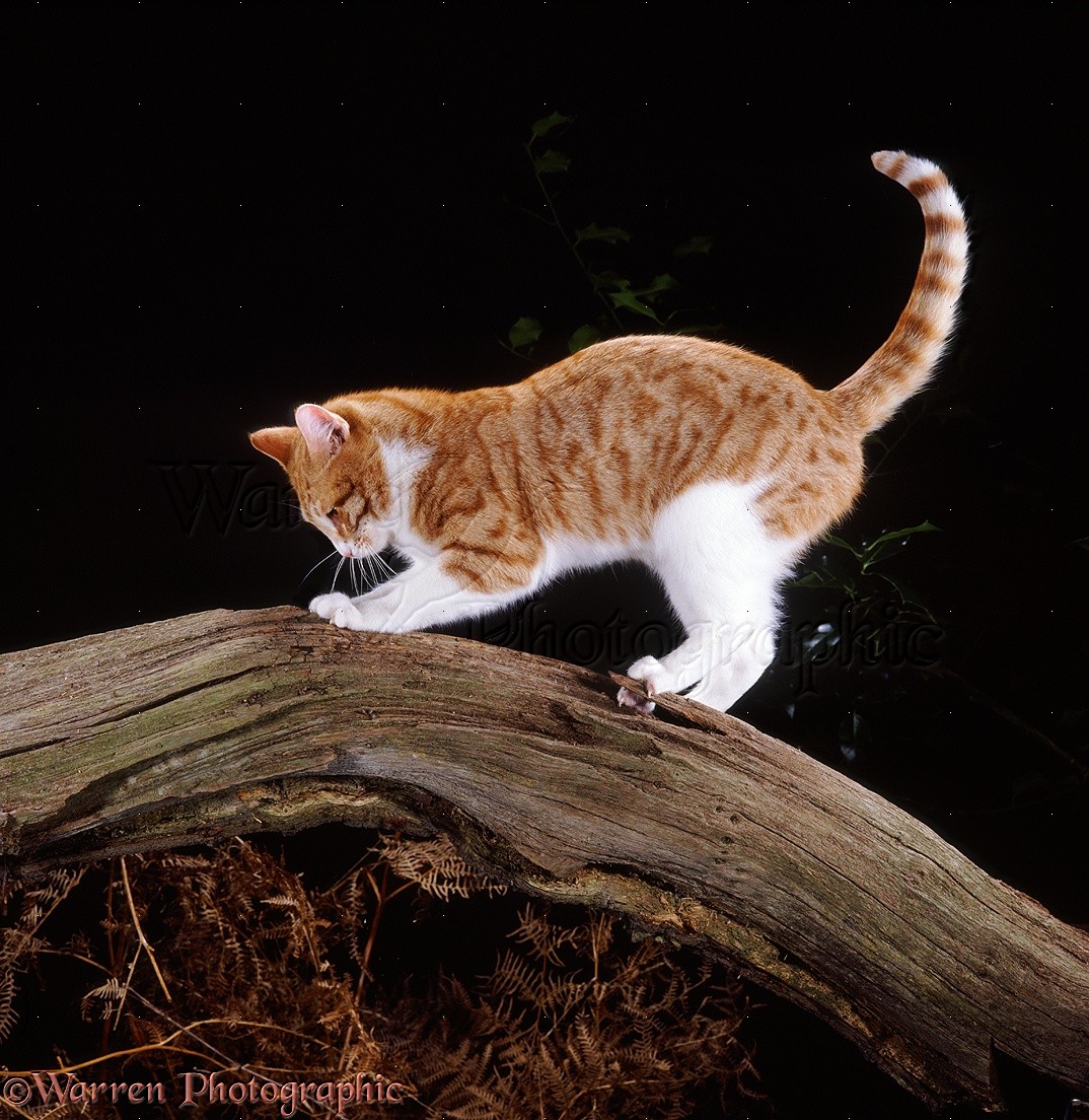 ginger and white tabby cat