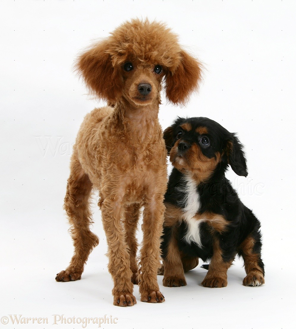 Toy Poodle And Cavalier King Charles Spaniel Online learning.esc.edu.ar 1688995052