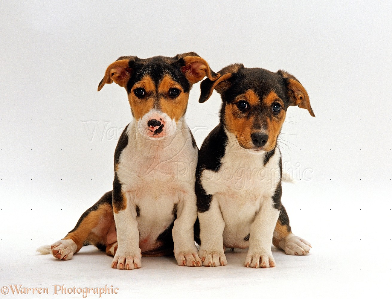 collie x jack russell puppies