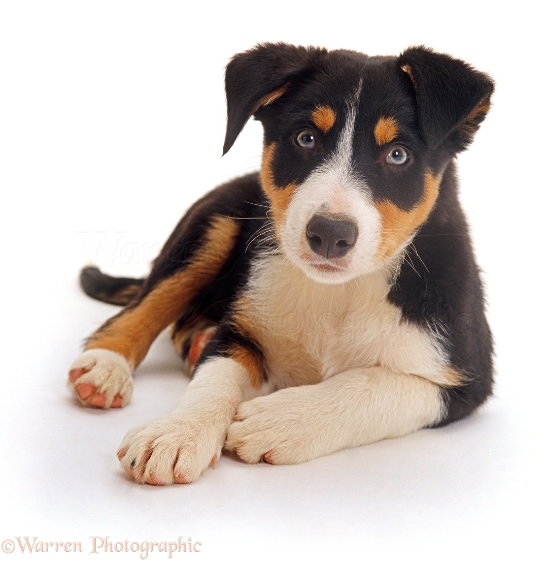 Dog Smooth coated tricolour Border Collie Pup photo WP24237