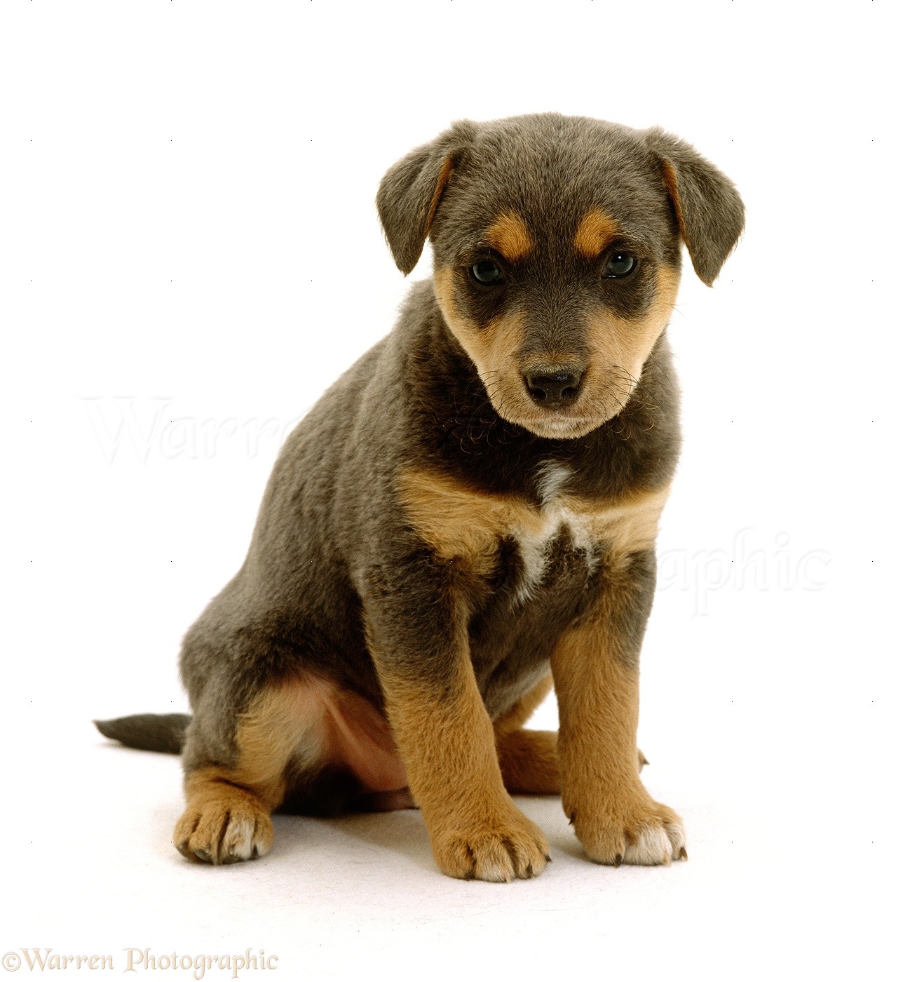 Dog: Lakeland Terrier x Border Collie puppy, 6 weeks old ...