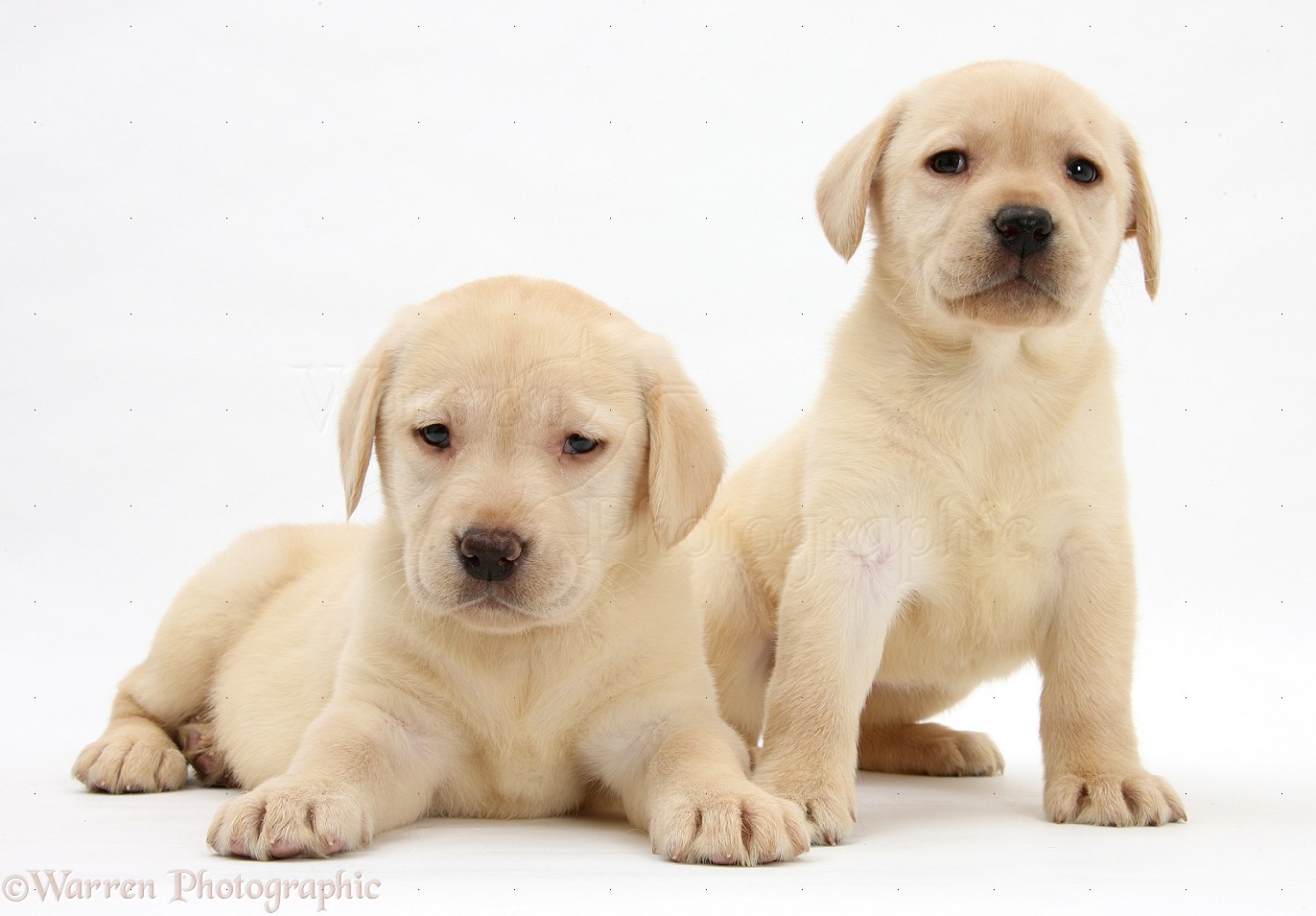 Dogs: Yellow Labrador Retriever puppies, 7 weeks old photo WP24919