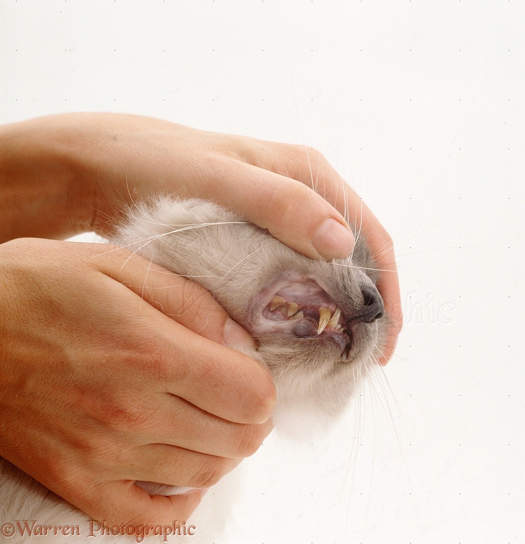 Showing gums of cat with anemia photo WP24970