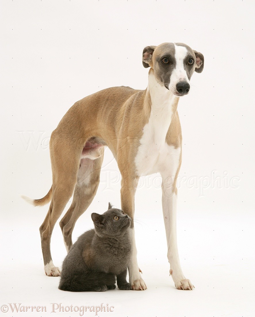Pets Whippet And Grey Kitten Photo Wp25315
