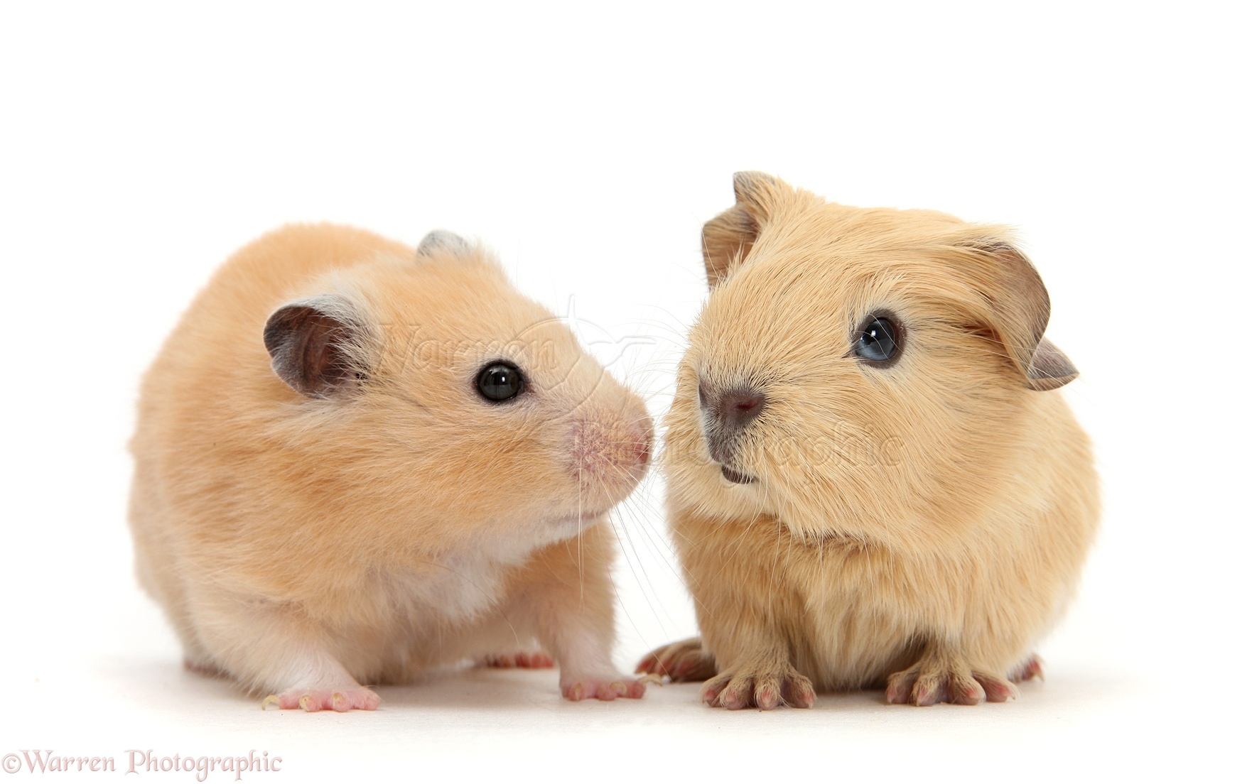 Baby Guinea pig and Golden Hamster photo WP25387