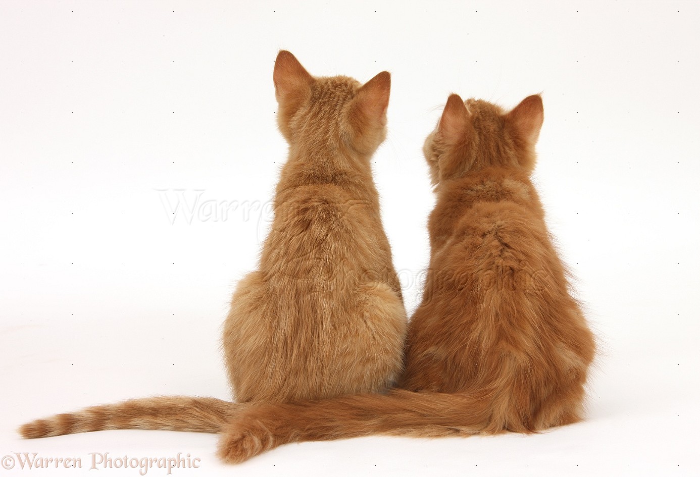 Two ginger kittens, back view photo WP25737