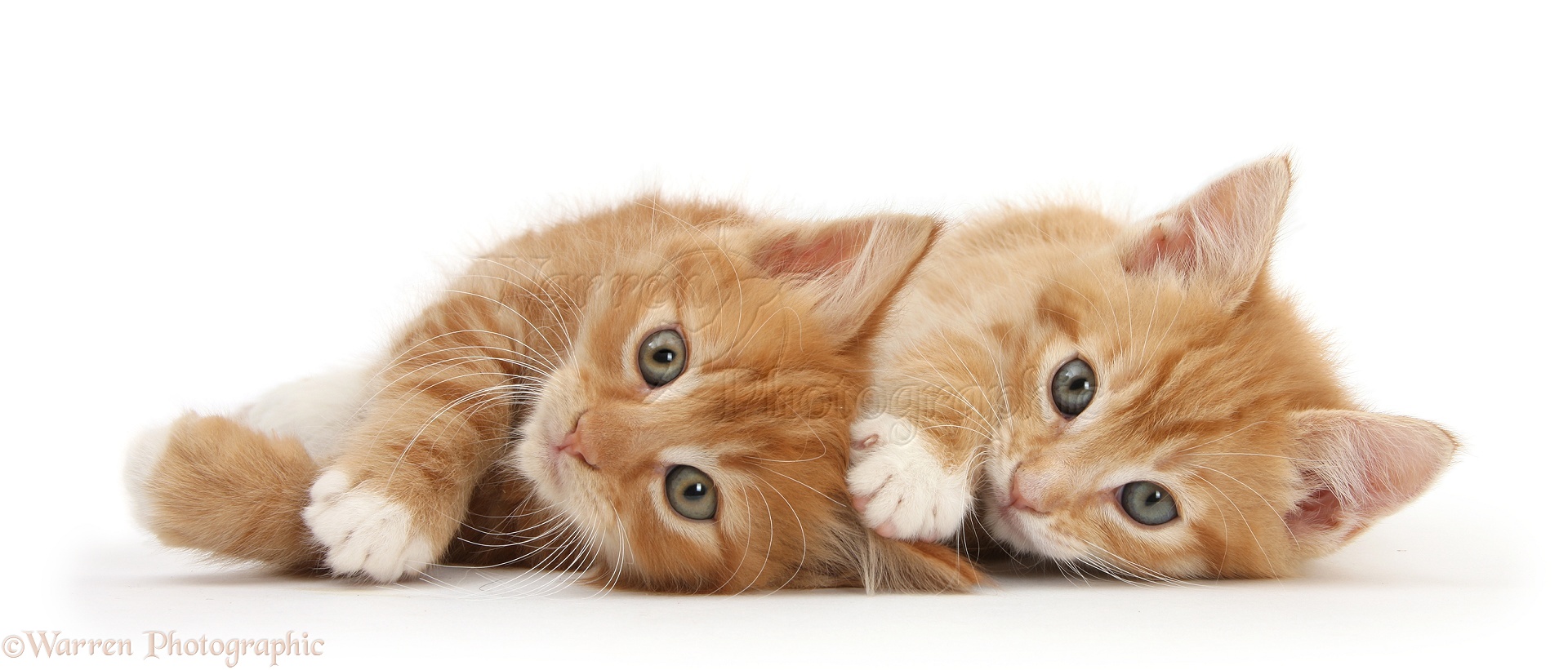 Two Ginger Kittens Lying Together On Their Sides Photo WP25767