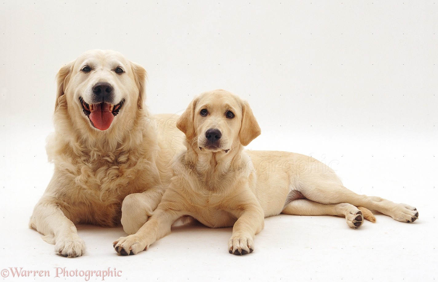 Dogs Golden Retriever And Pup Photo Wp26210