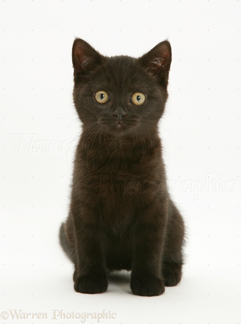 Black British Shorthair kitten photo WP26282