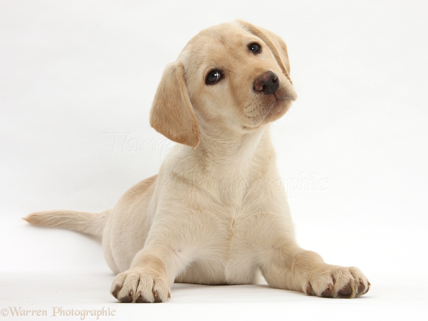 Geloofsbelijdenis hanger een Dog: Yellow Labrador Retriever puppy, 10 weeks old photo WP26562