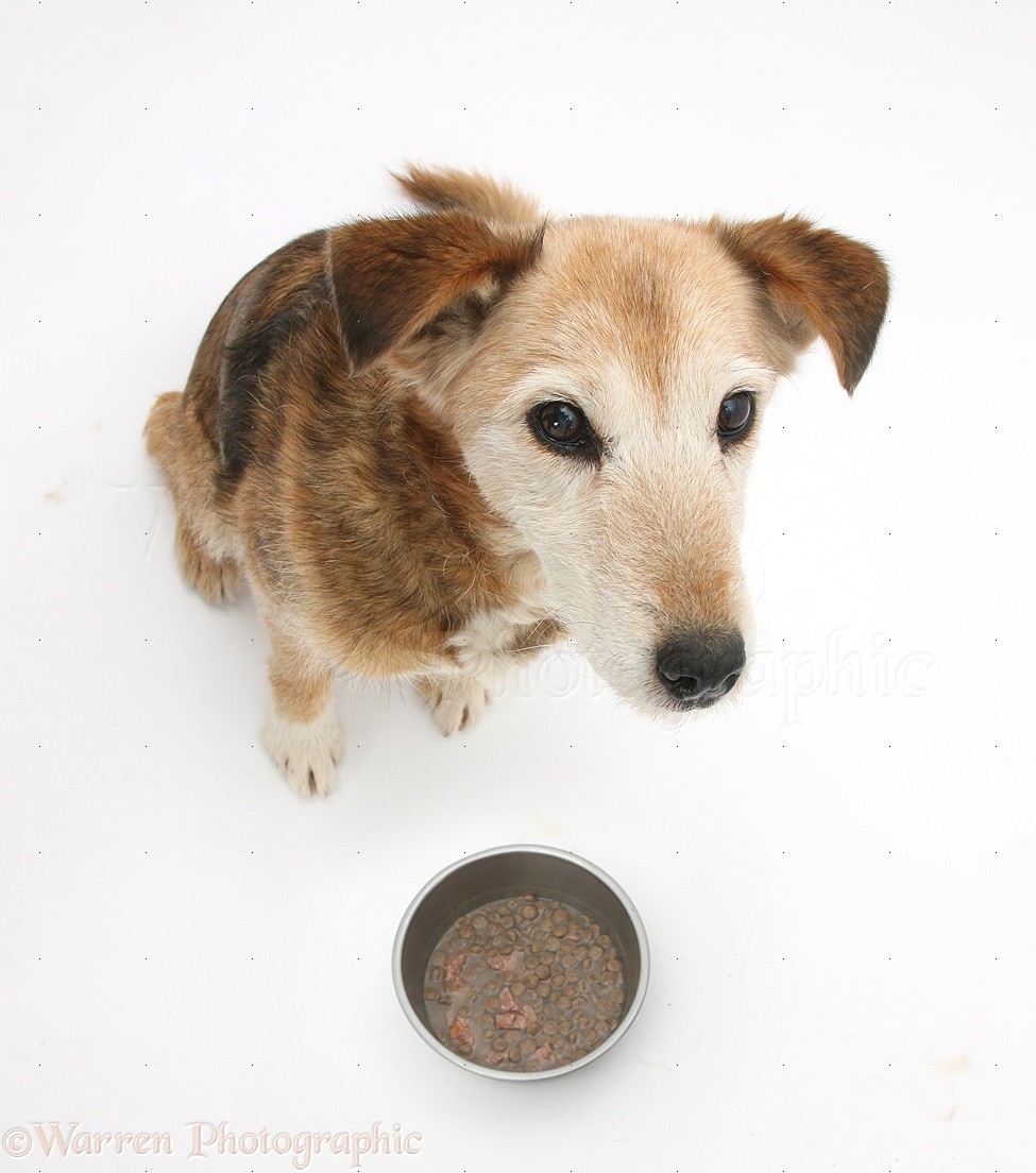 Dog waiting to be allowed to eat her food photo WP26641