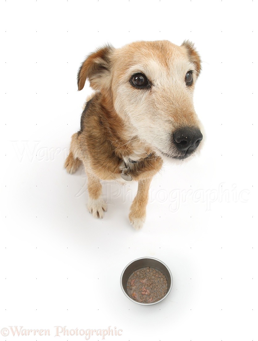 Dog waiting to be allowed to eat her food photo WP26643