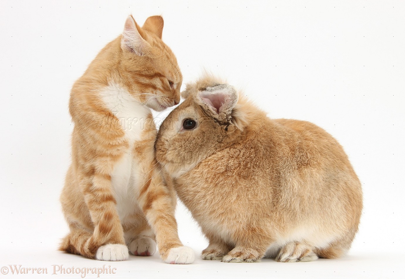 Pets Ginger kitten with Sandy Lionheadcross rabbit photo WP26722