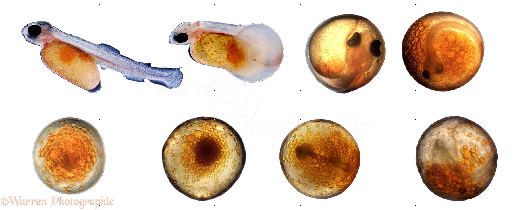 Development of trout egg series photo WP27123