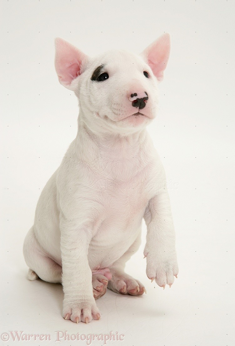 Dog Miniature English Bull Terrier Pup 6 Weeks Old Photo Wp27195