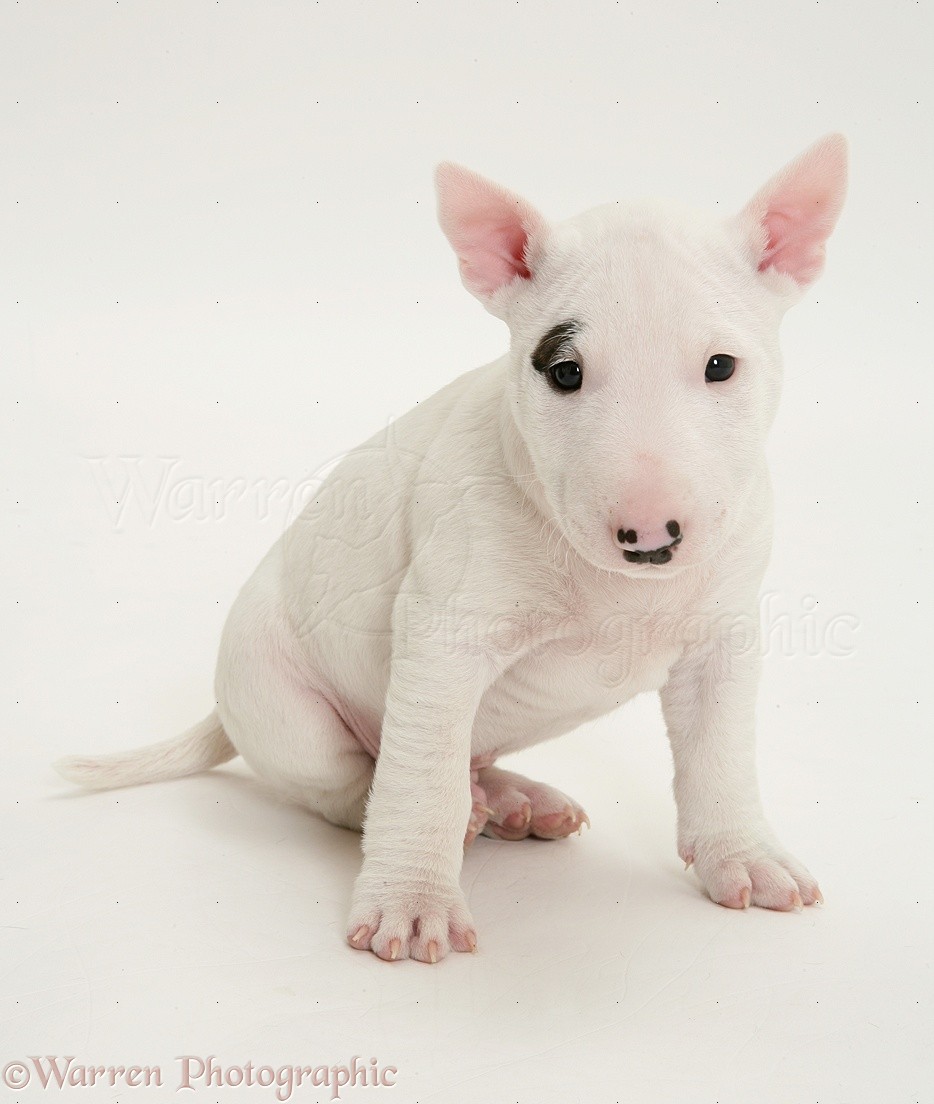Dog Miniature English Bull Terrier Pup 6 Weeks Old Photo Wp27199
