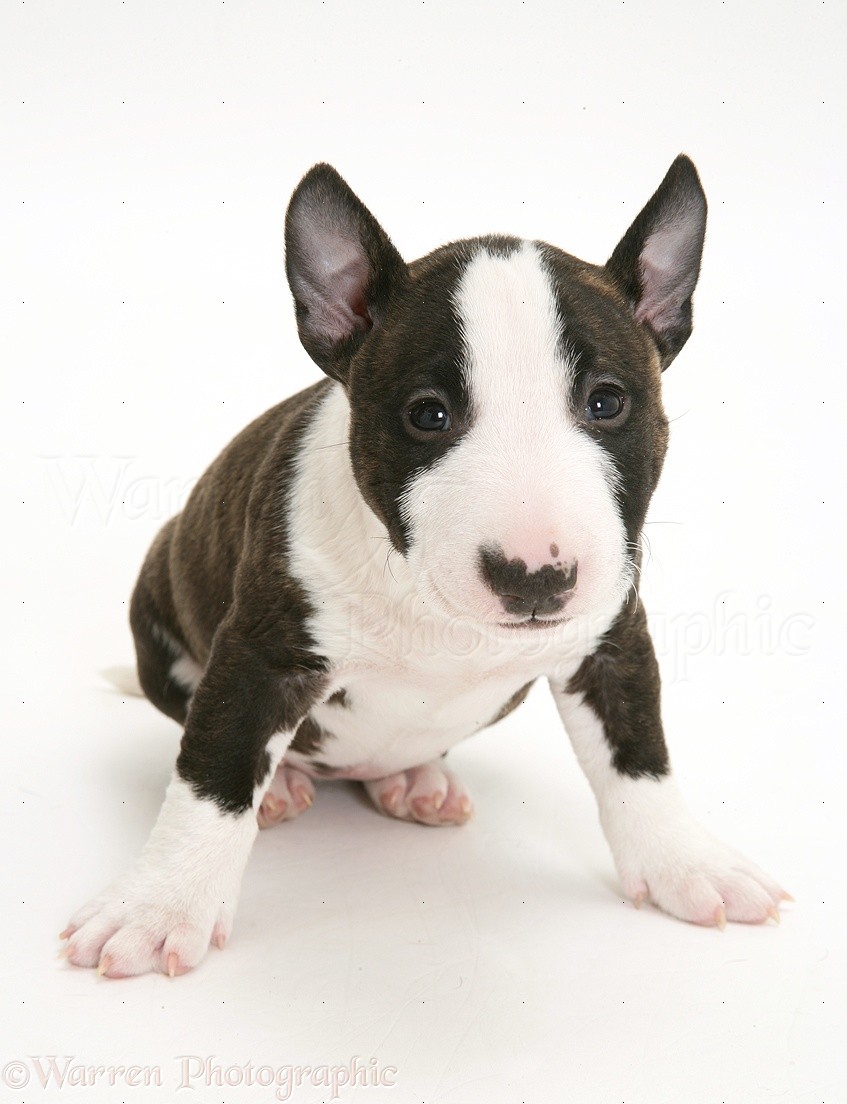 Dog Miniature English Bull Terrier pup, 6 weeks old photo