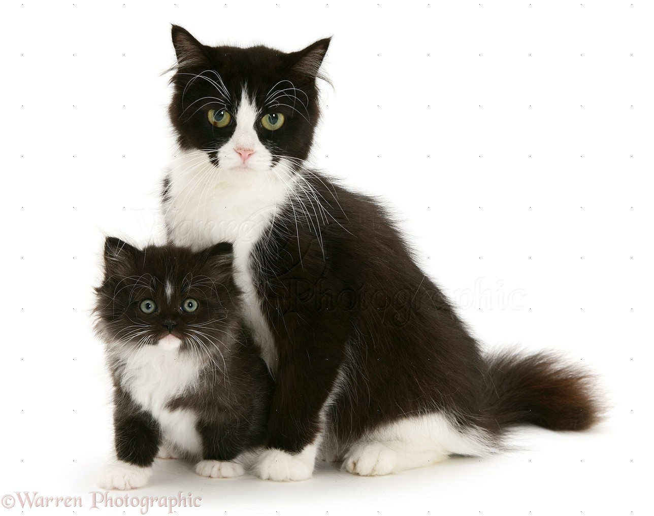 Black And White Cat And Kitten Photo Wp
