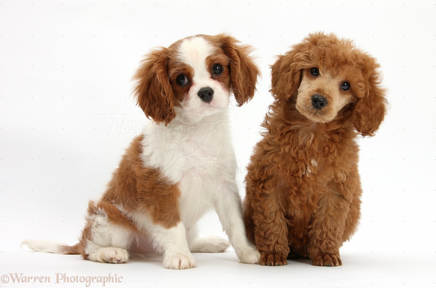 Dogs King Charles Pup With Poodle Pup Photo Wp28300