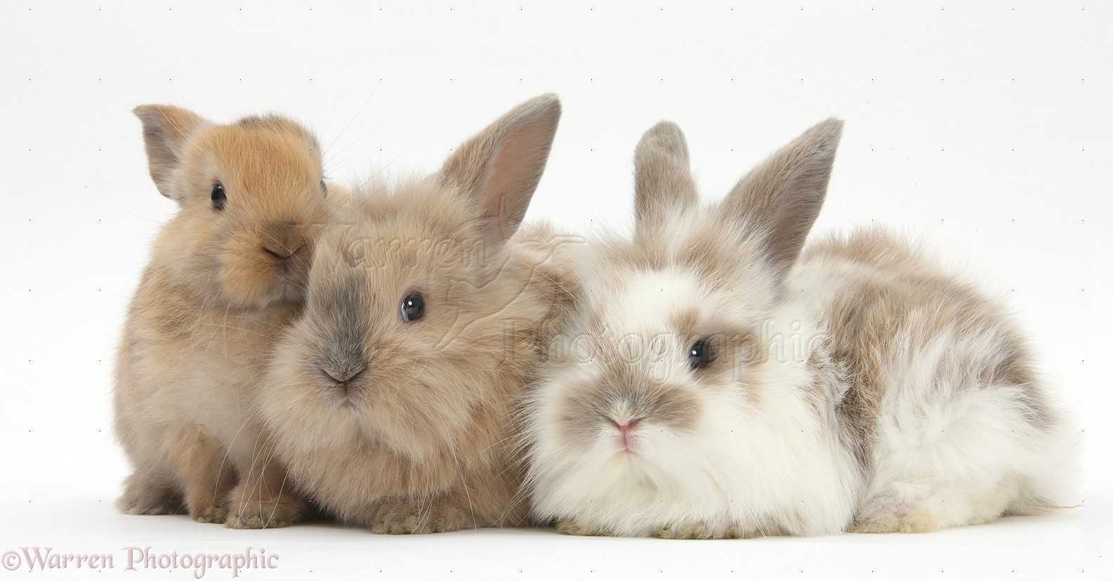 Three baby Lionhead-cross rabbits photo WP28922