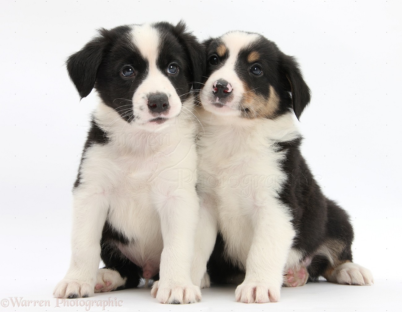 Dogs Border Collie pups, 6 weeks old photo WP28961
