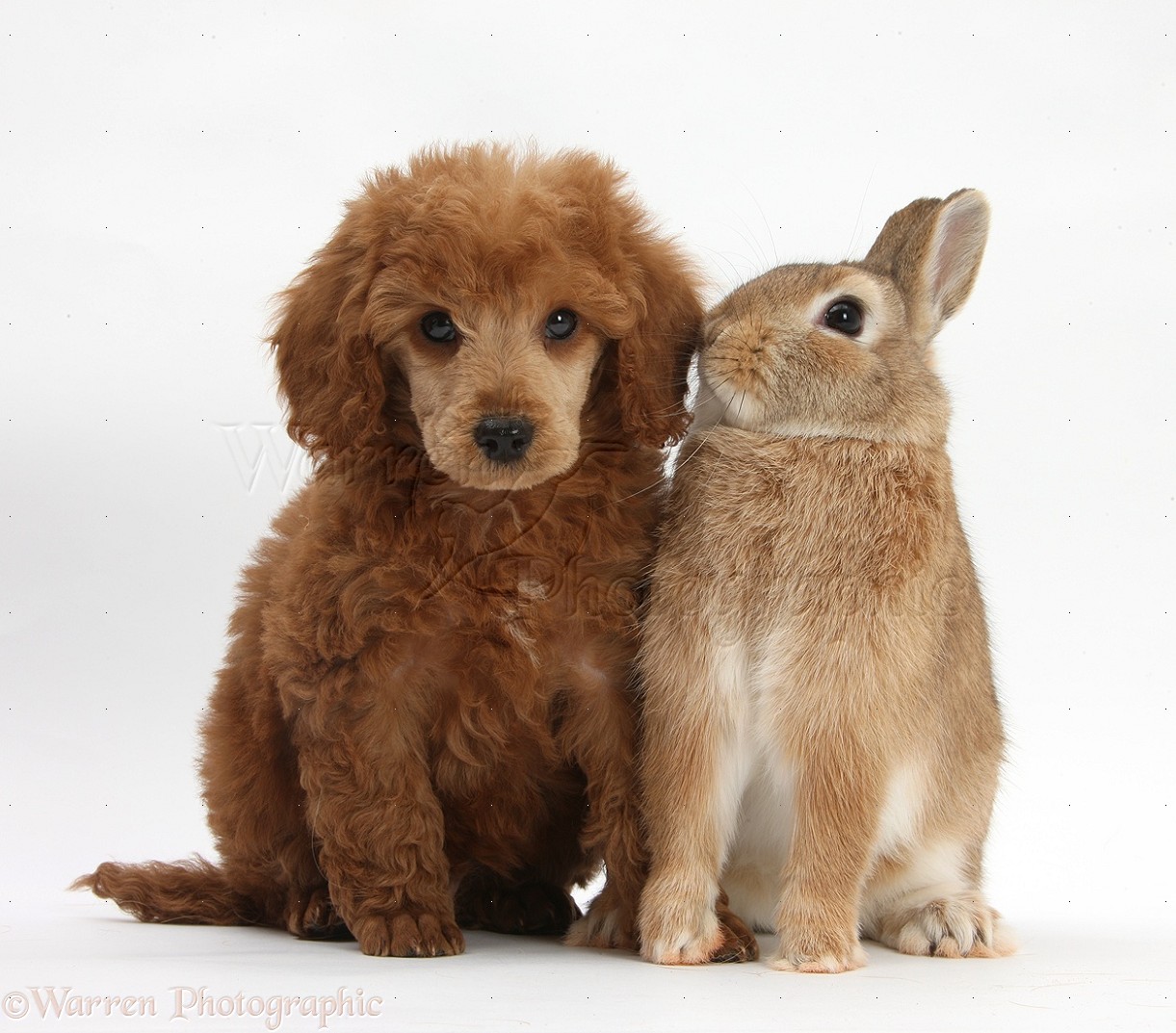 miniature dwarf rabbit