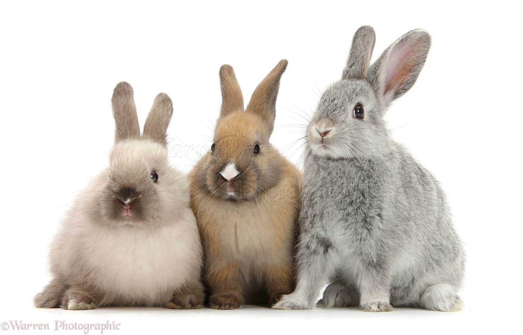 three-baby-rabbits-photo-wp29066