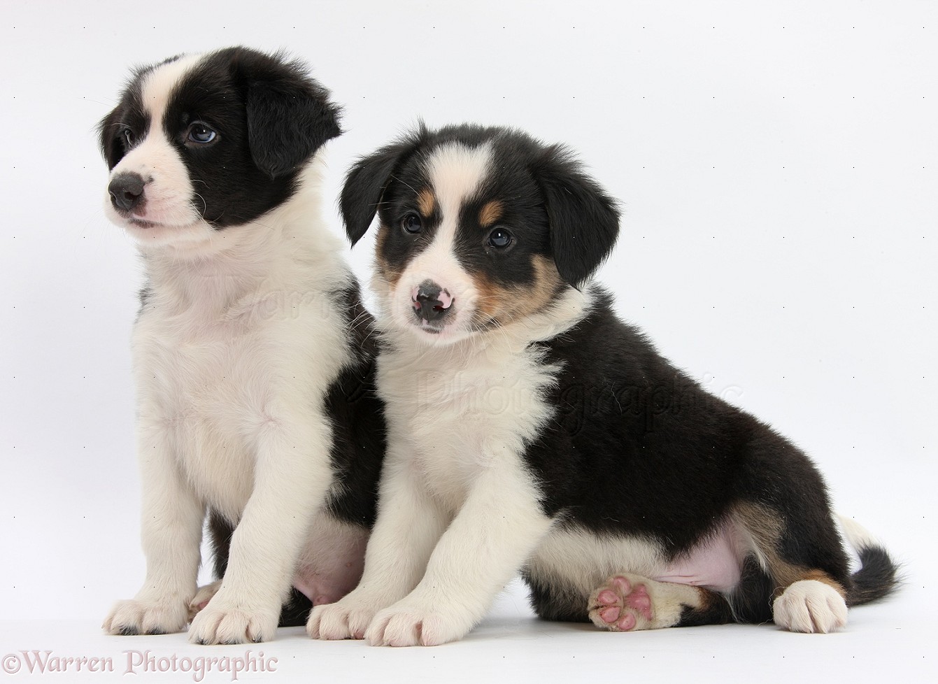 Dogs Border Collie pups, 6 weeks old photo WP29261