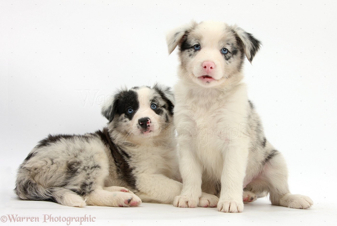 Dogs Border Collie puppies, 6 weeks old photo WP29268