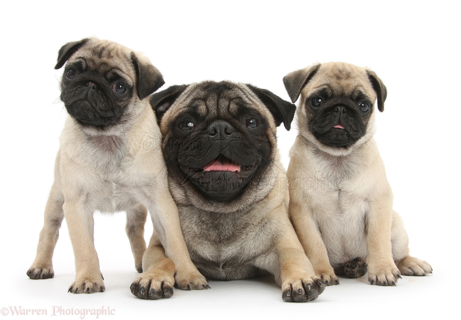 Fawn Pug dog and puppies, 8 weeks old photo WP29292