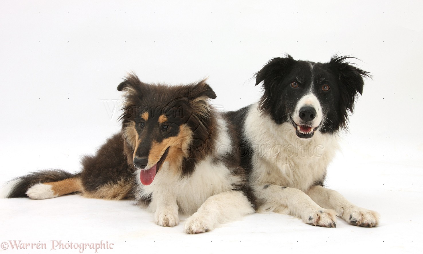 Dogs Rough Collie And Border Collie Photo Wp29418