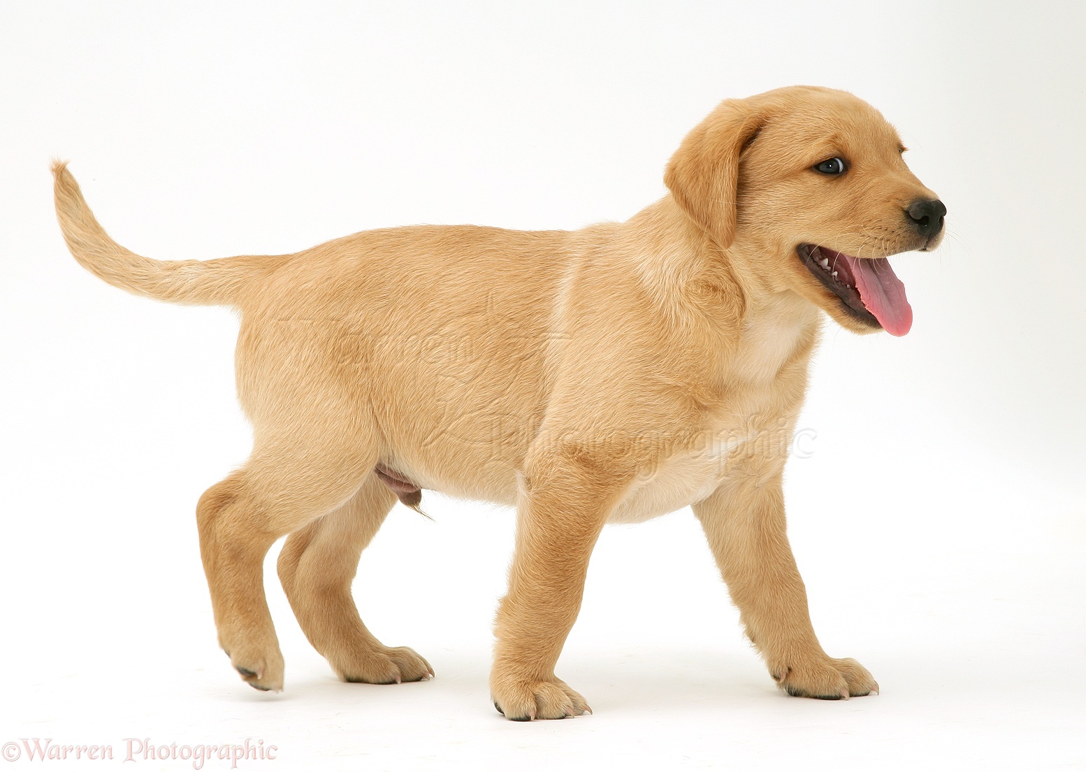 Dog: Yellow Labrador Retriever pup photo WP29514