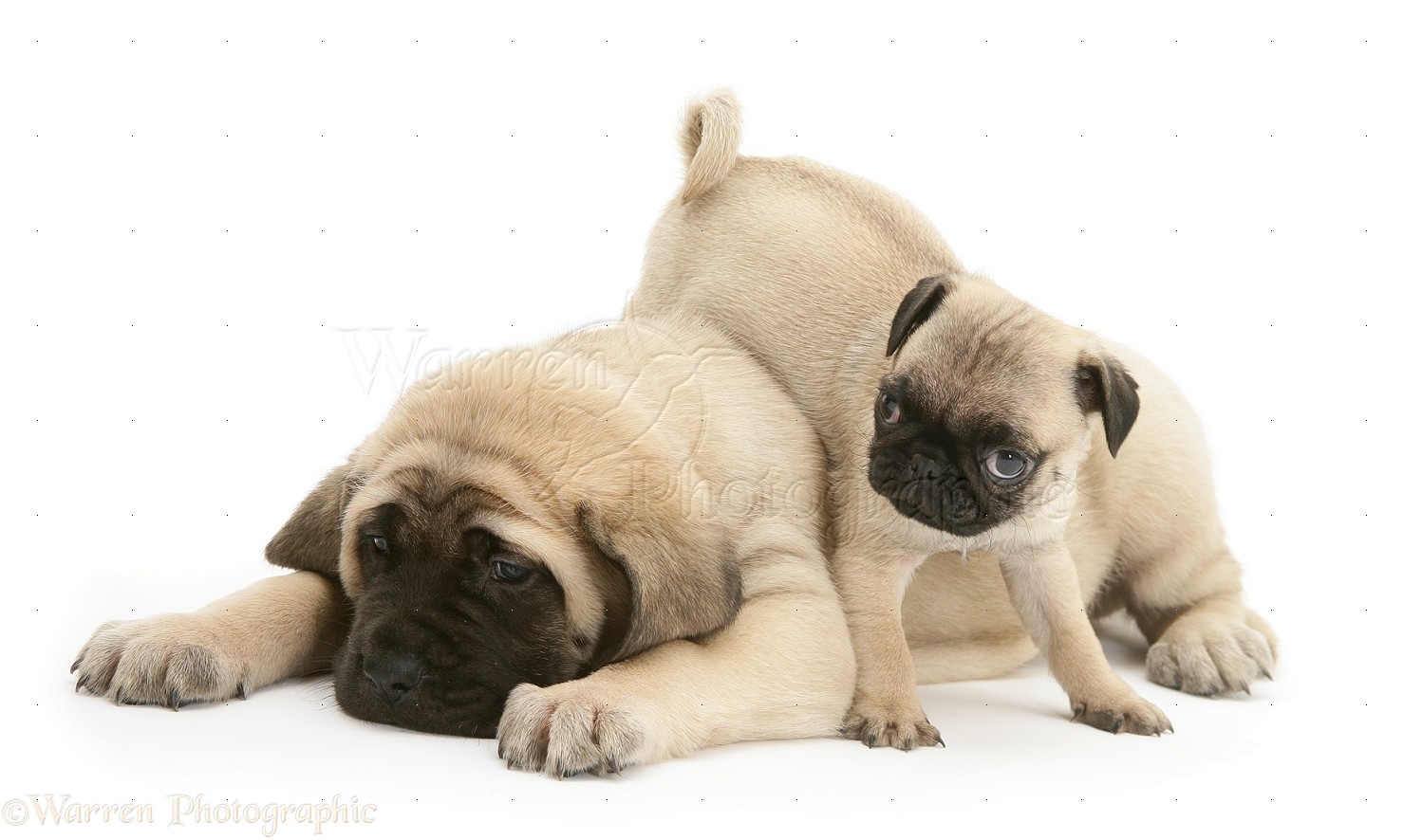 Dogs Fawn Pug Pup With Fawn English Mastiff Pup Photo Wp30799