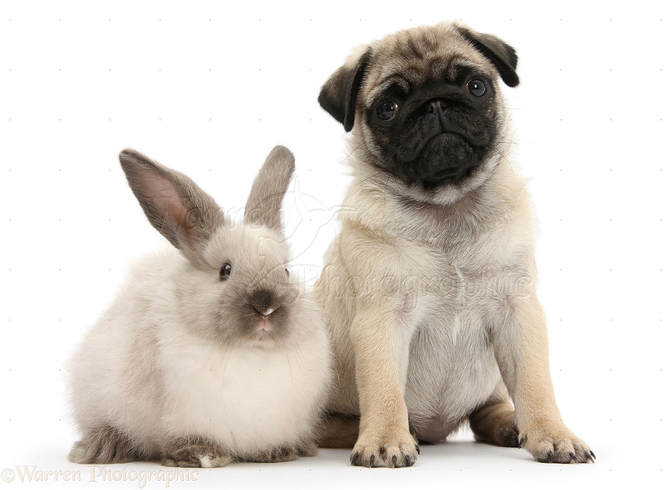 Pets: Fawn Pug pup, 8 weeks old, and sooty colourpoint rabbit photo WP30800