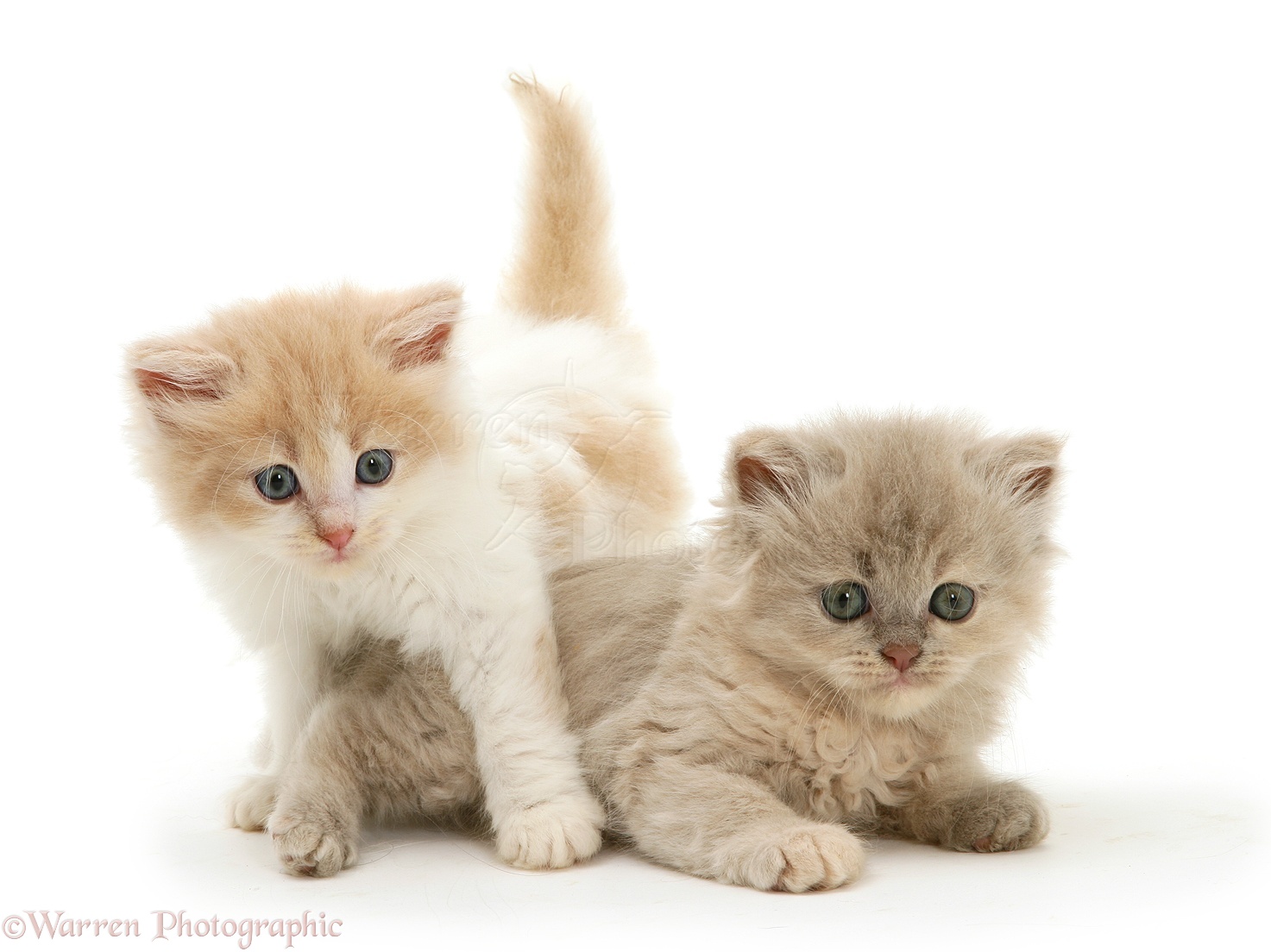 Persian-cross kittens photo WP31118