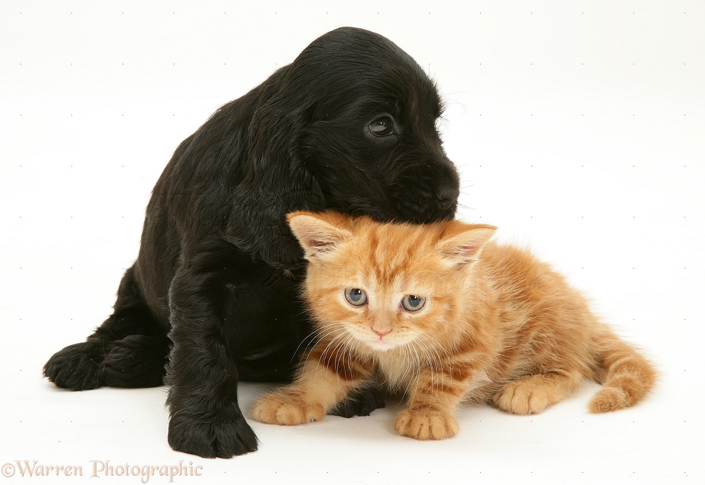 31119-Black-Cocker-Spaniel-puppy-and-ginger-kitten-white-background.jpg