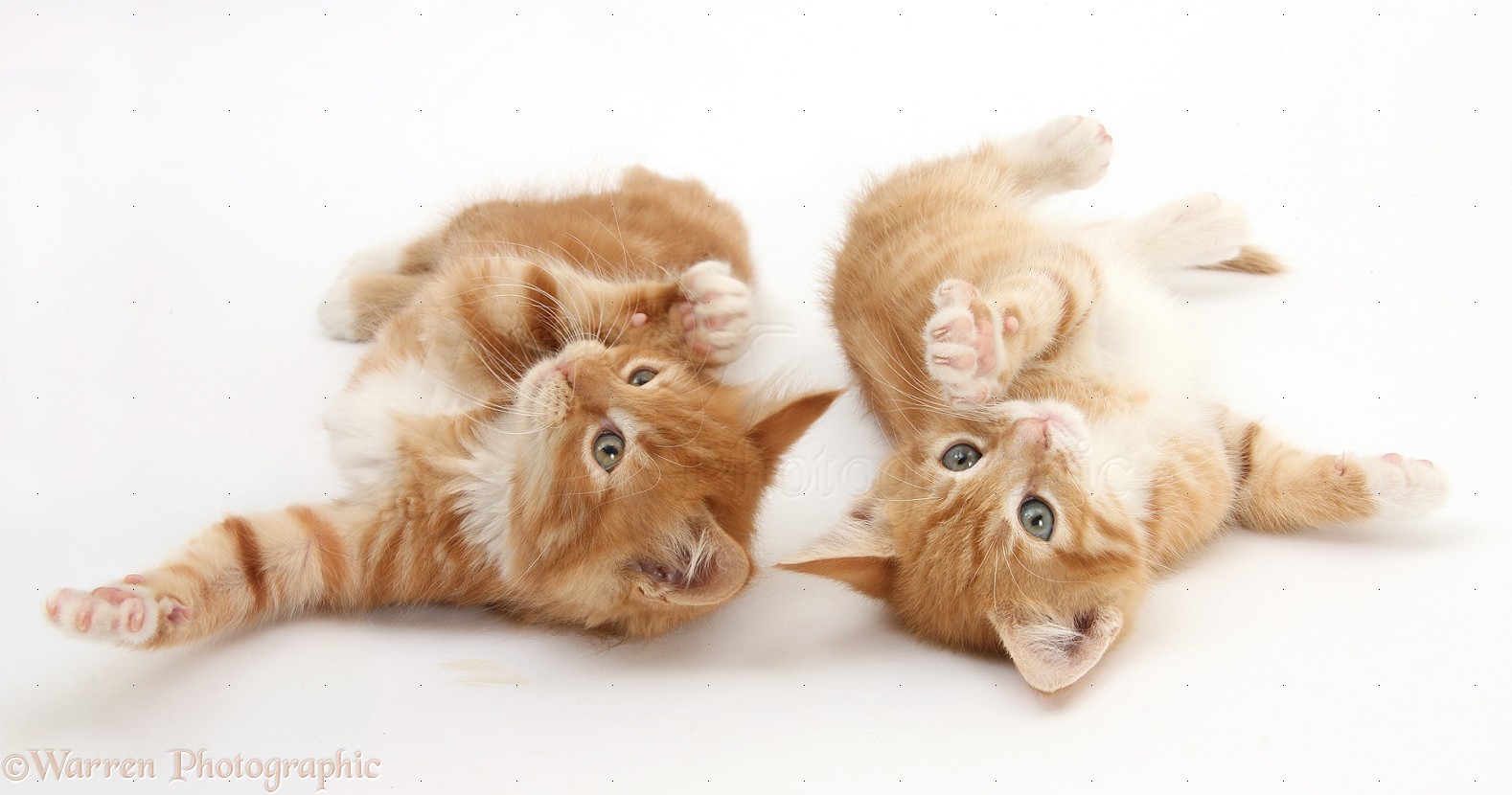 WP31139 Two ginger kittens, Tom and Butch, 8 weeks old, lying together on t...