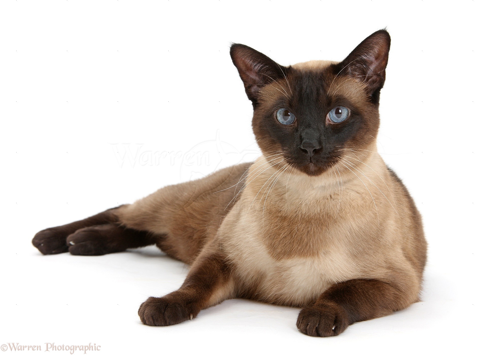 31533-Seal-point-Siamese-cross-cat-white