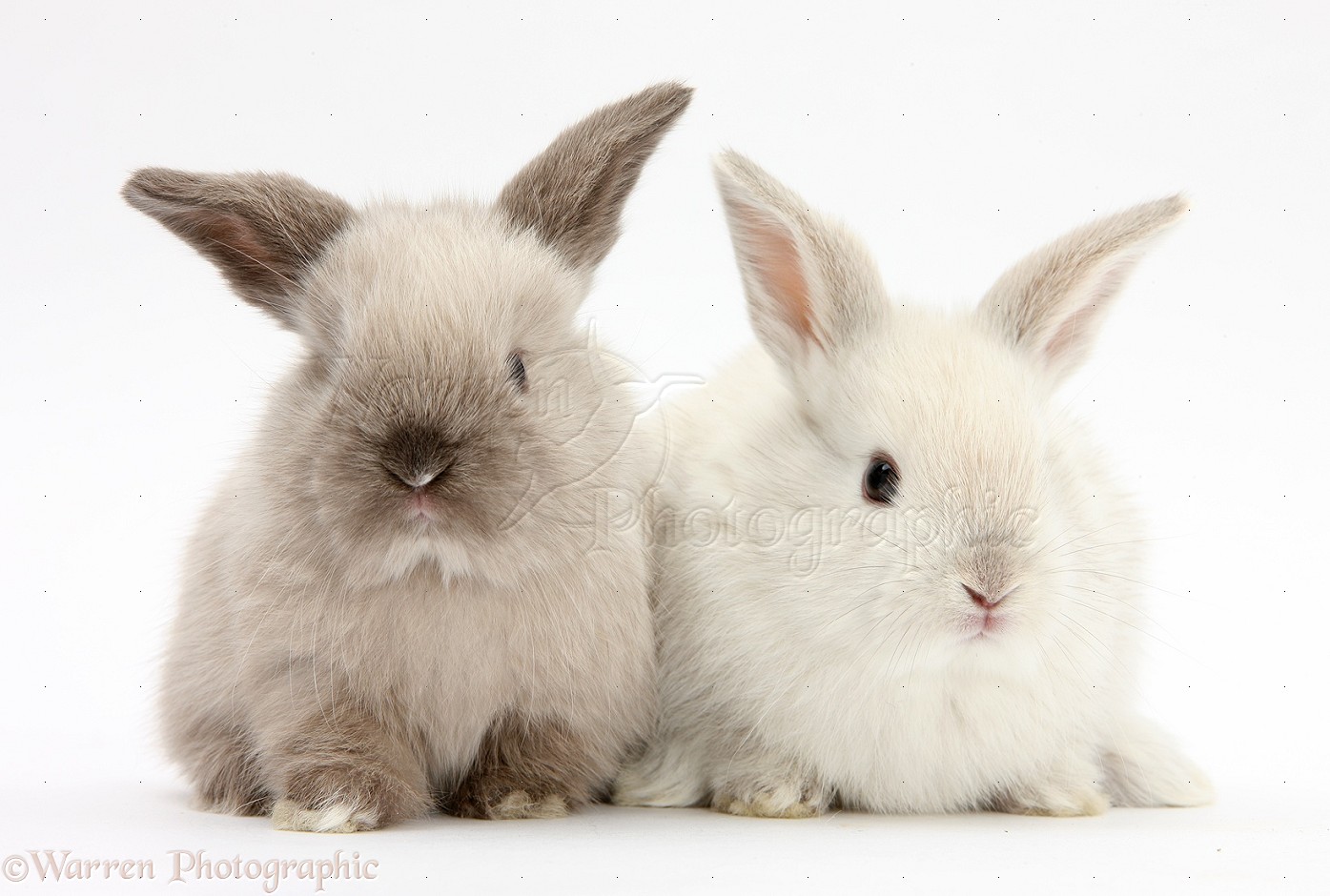 cute white baby rabbits