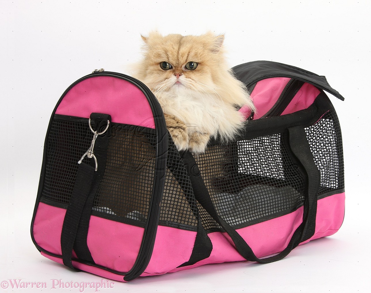 Leather Packaging Carrier  Carrier Cat Capsule  Leather Shoulder Bags   Portable Cat  Aliexpress