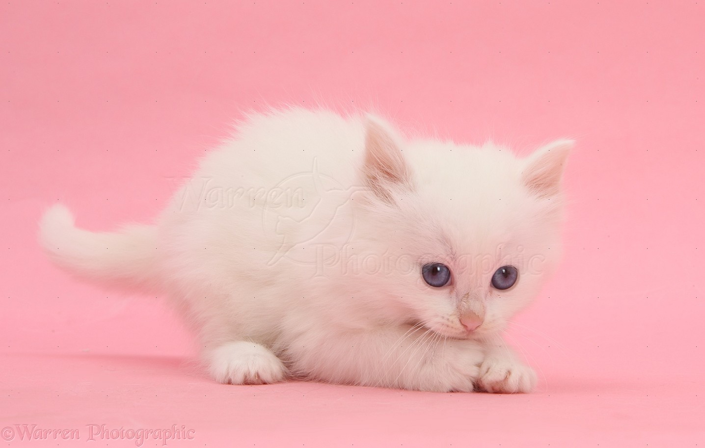White Kitten On Pink Background Photo WP32485