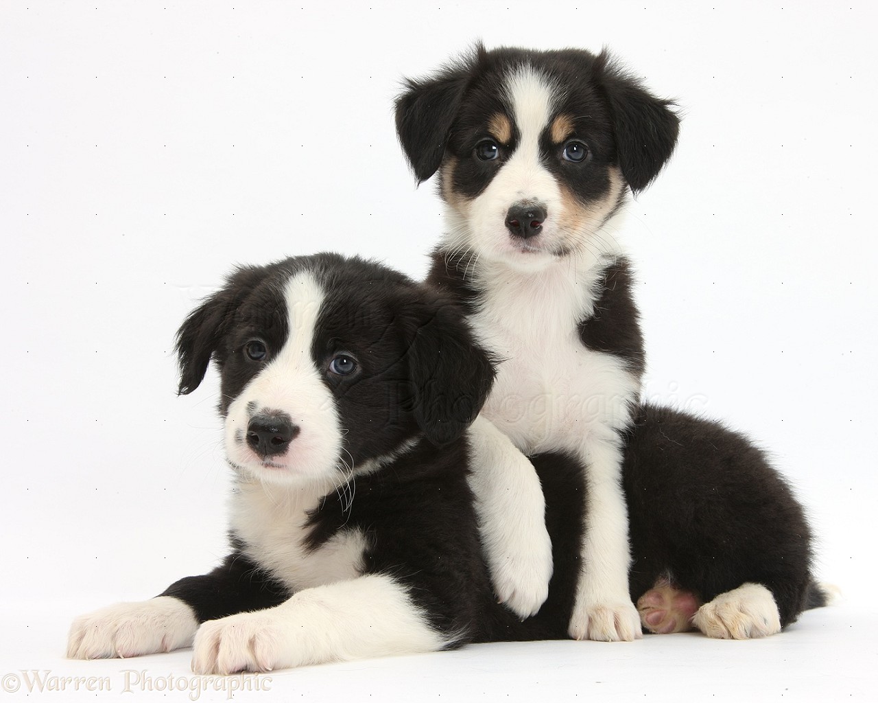 Dogs Border Collie puppies, 6 weeks old photo WP32562